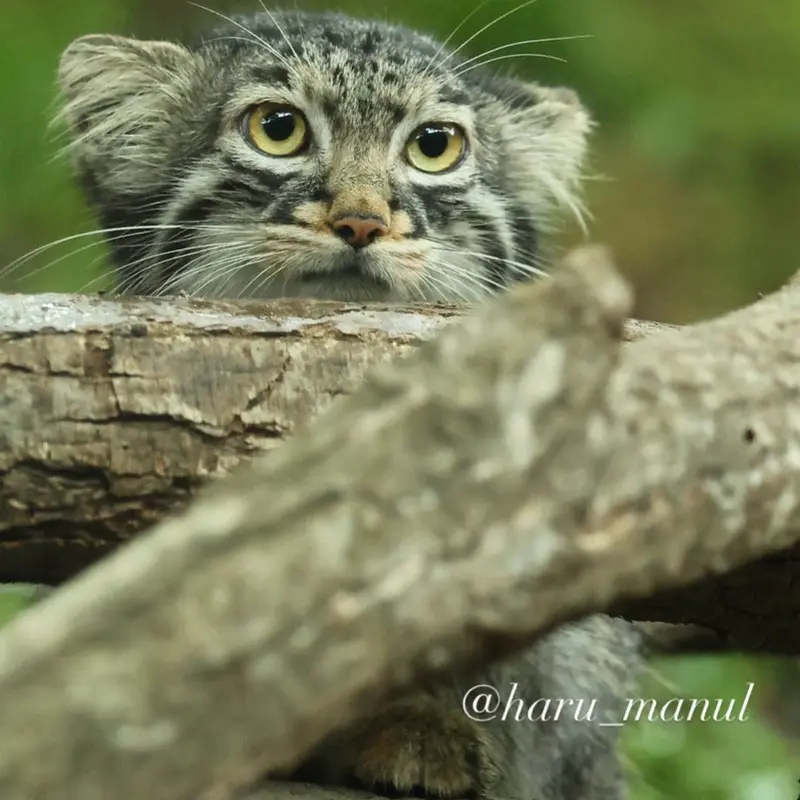 A photograph of Abrikos in Nasu Animal Kingdom