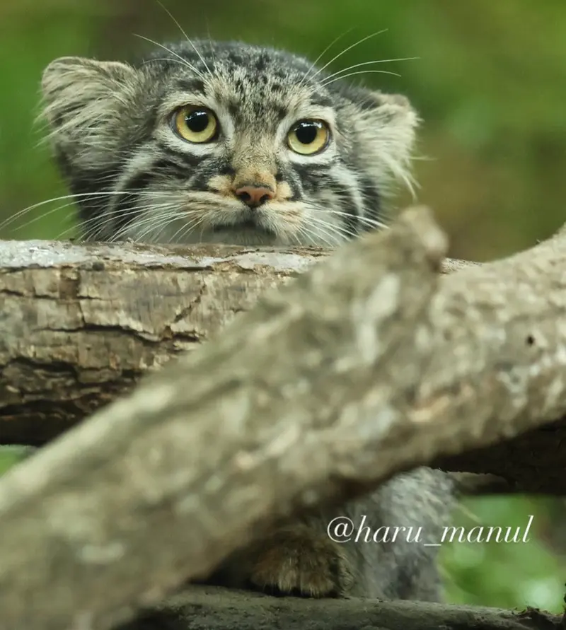 A photograph of Abrikos in Nasu Animal Kingdom