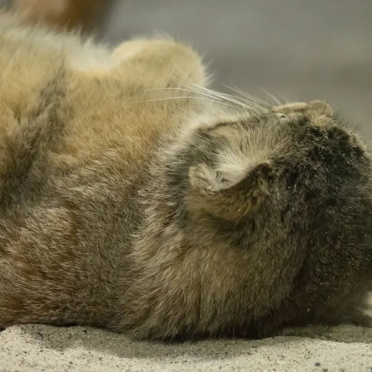 A photograph of Primula in Ueno Zoological Gardens