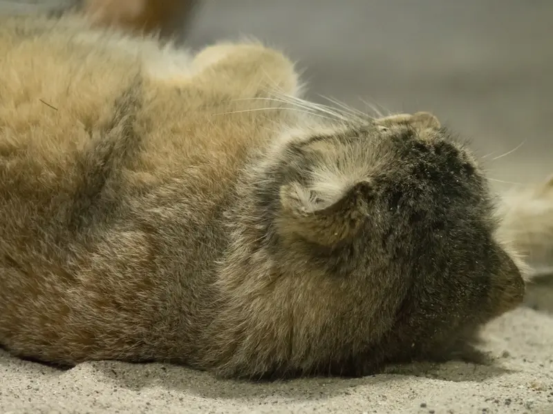 A photograph of Primula in Ueno Zoological Gardens