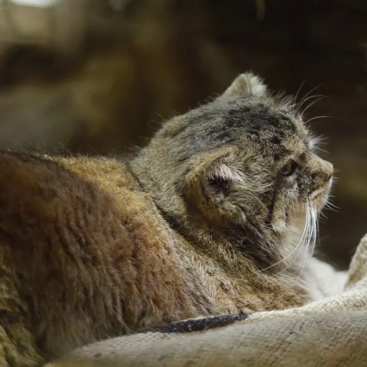 A photograph of a Pallas's cat in Ueno Zoological Gardens
