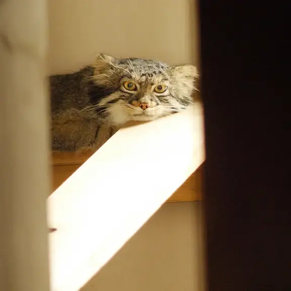 A photograph of a Pallas's cat in Nogeyama Zoo