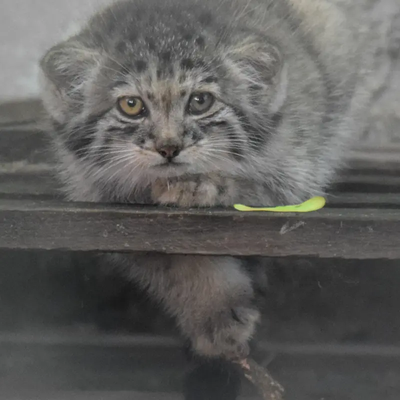 A photograph of Boris Ⅱ in Budapest Zoo & Botanical Garden