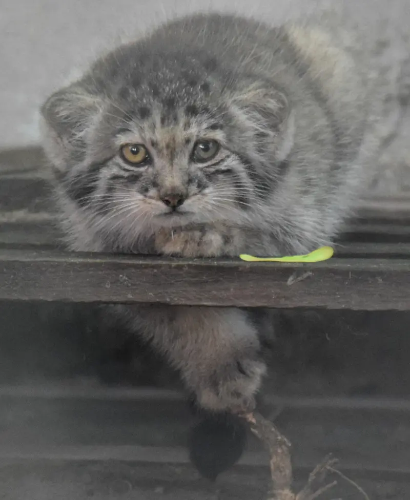 A photograph of Son of Lucy b. 2026 in Budapest Zoo & Botanical Garden