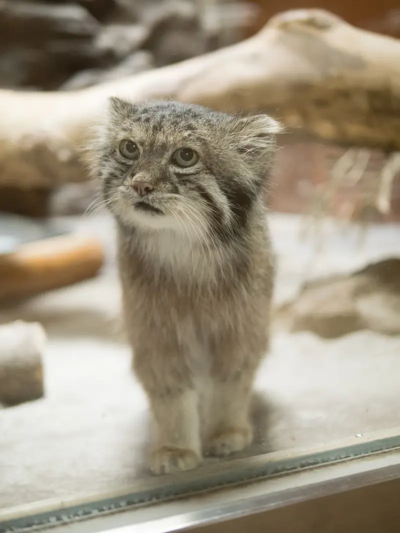 A photograph of Klyon in Ueno Zoological Gardens
