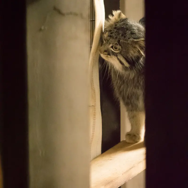 A photograph of Figa in Nogeyama Zoo