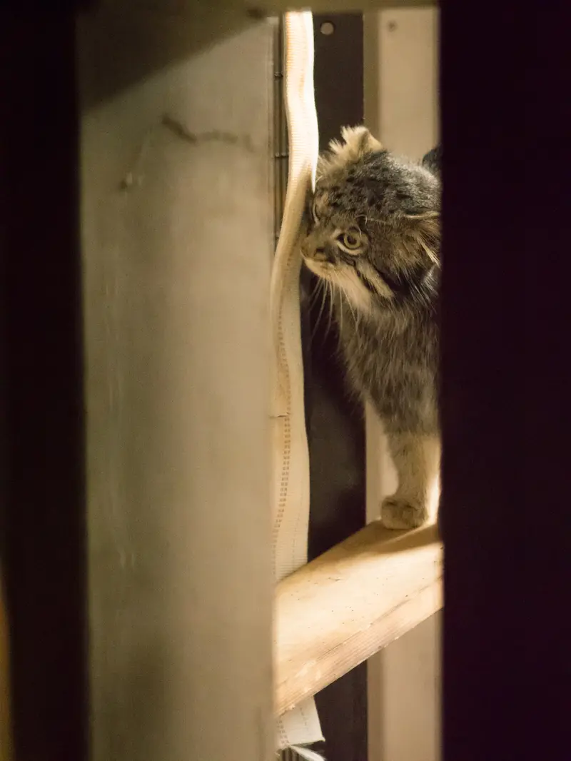 A photograph of Figa in Nogeyama Zoo