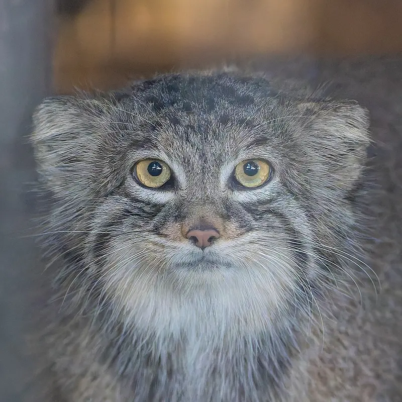 A photograph of Minya in Higashiyama Zoo and Botanical Gardens