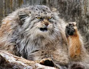 The greatest prank of nature: Creation of the Pallas's Cat