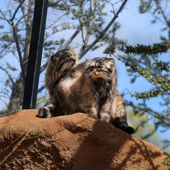 A photograph of Prinsessa and Spay in Prague Zoo