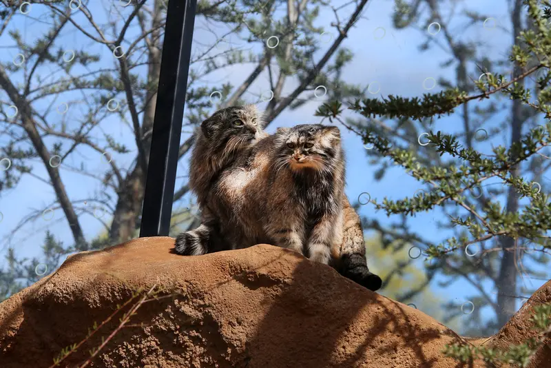 A photograph of Prinsessa and Spay in Prague Zoo