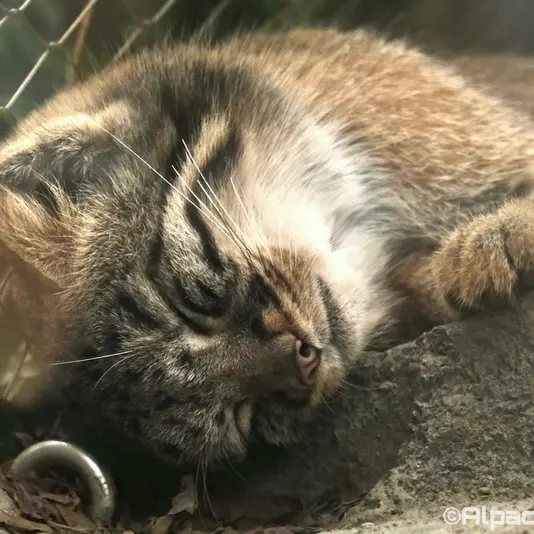A photograph of Mei in Kobe Animal Kingdom