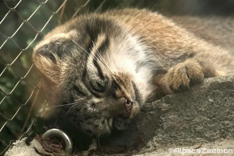 A photograph of Mei in Kobe Animal Kingdom
