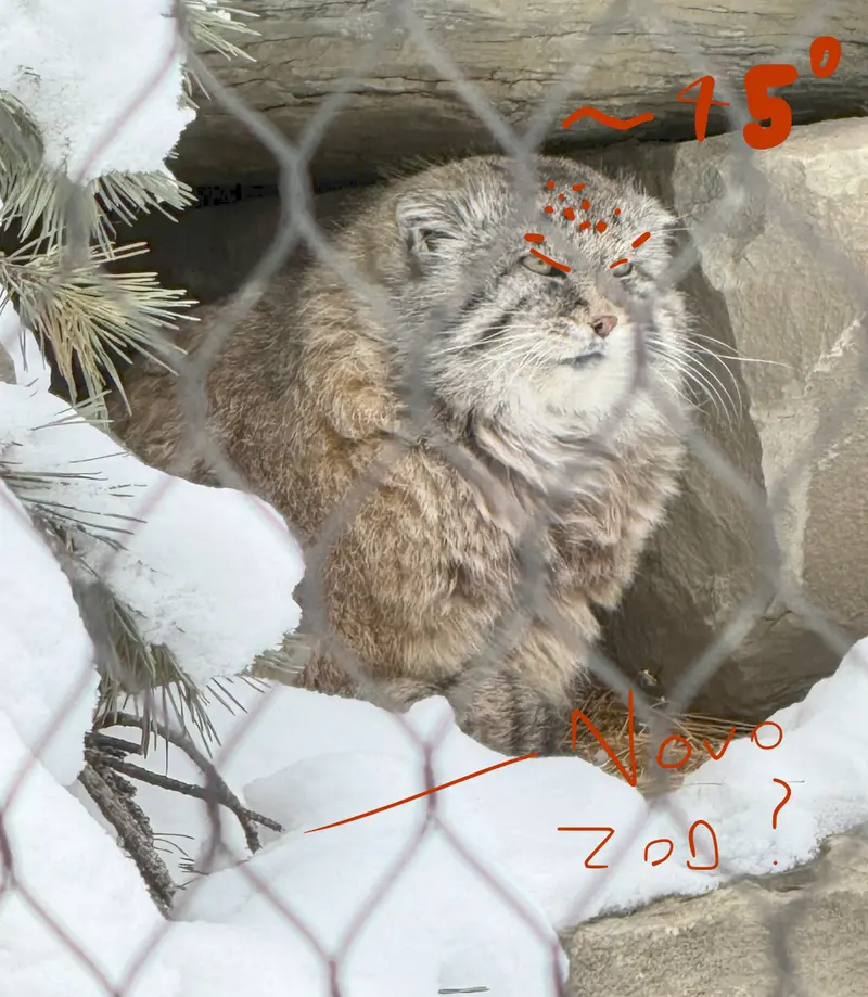 Manul Identification
