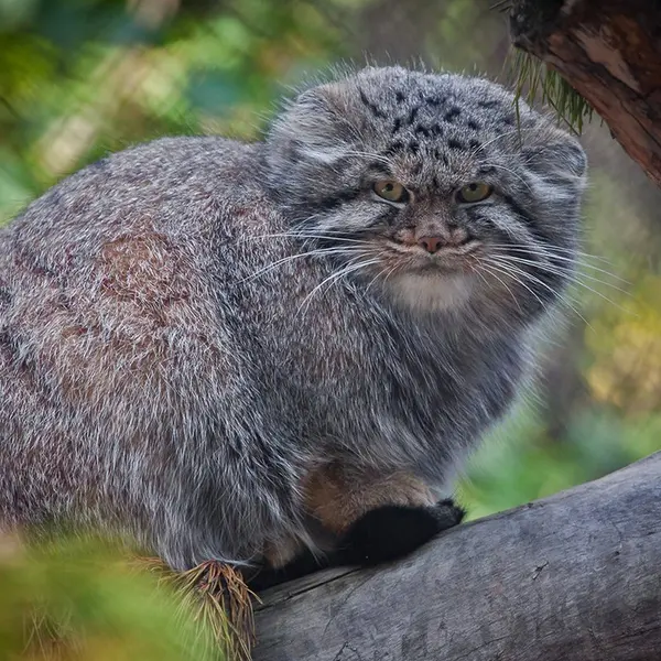 A photograph of Dima in Novosibirsk Zoo