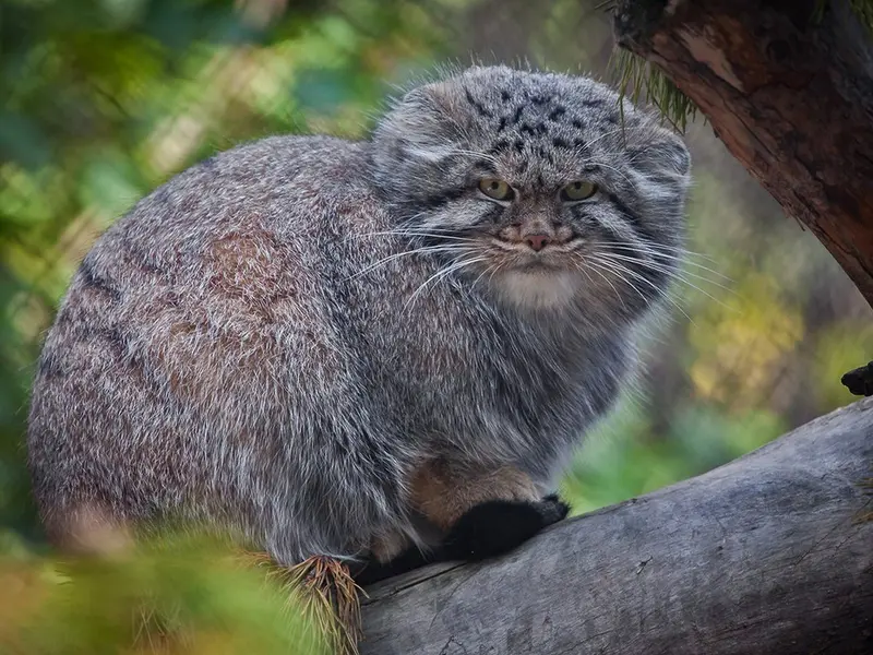 A photograph of Dima in Novosibirsk Zoo
