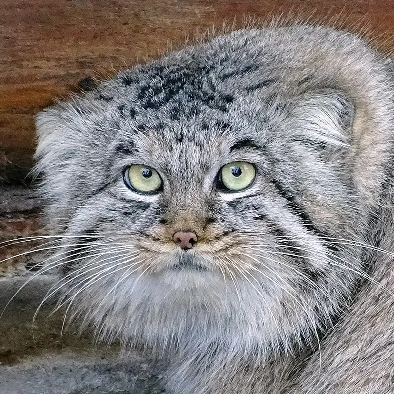 Bjorn the Pallas's cat from Riga Zoo