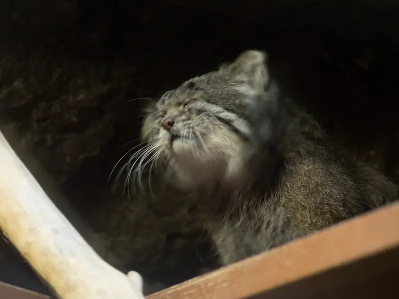 A photograph of Klyon in Ueno Zoological Gardens
