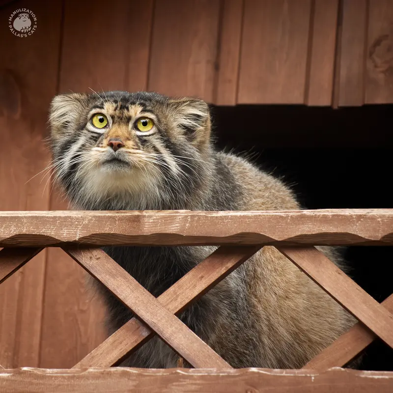 A photograph of Altay in Izhevsk Zoo (Udmurt Zoo)