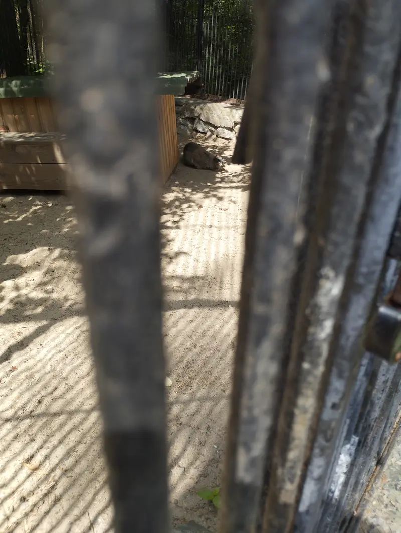 A photograph of a Pallas's cat in Novosibirsk Zoo