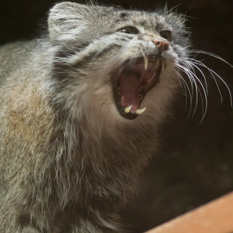 A photograph of Klyon in Ueno Zoological Gardens