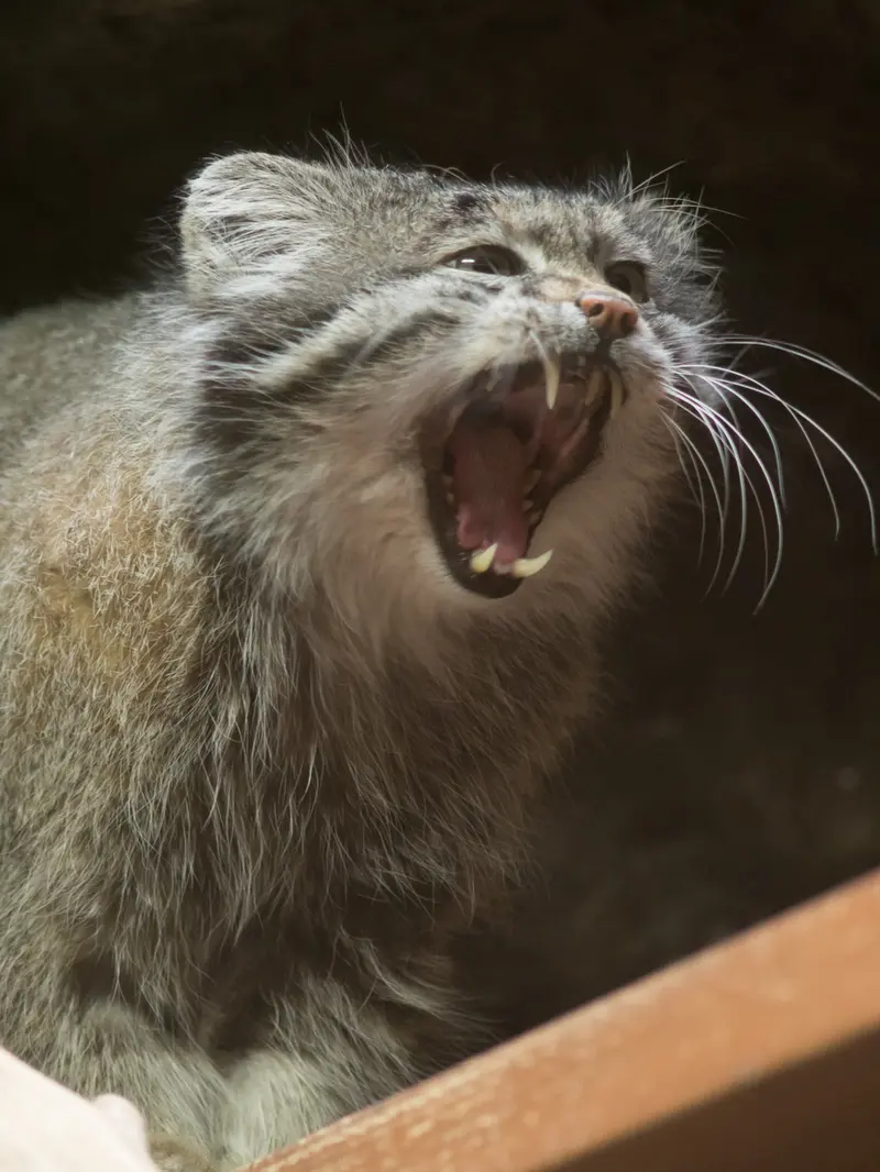A photograph of Klyon in Ueno Zoological Gardens
