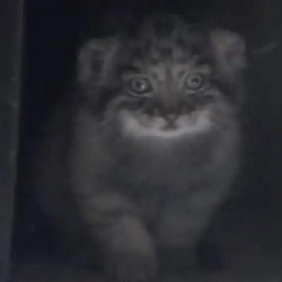 A photograph of Sebastian in Ueno Zoological Gardens