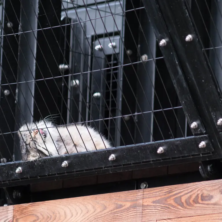 A photograph of Grusha in Asahiyama Zoo