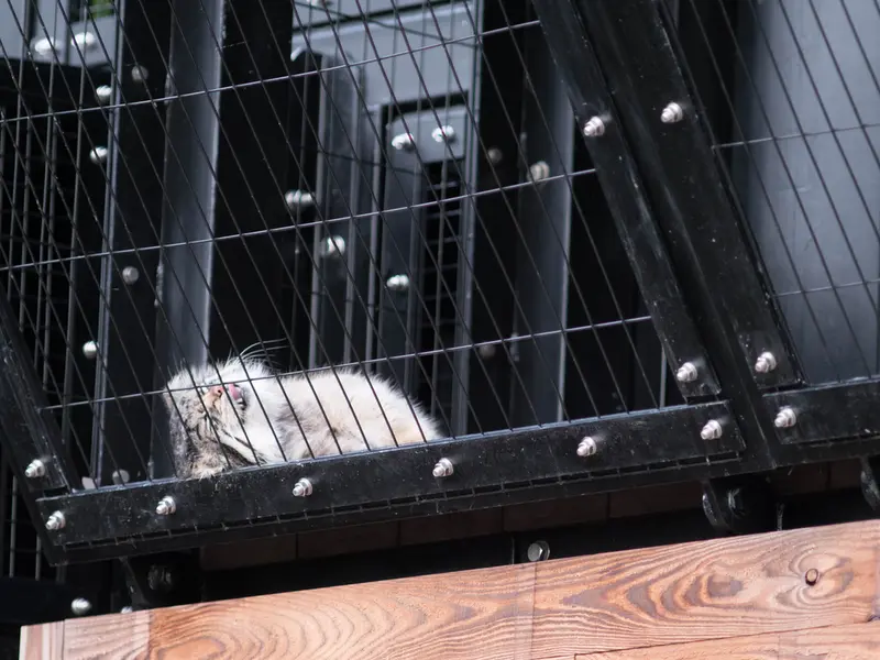 A photograph of Grusha in Asahiyama Zoo