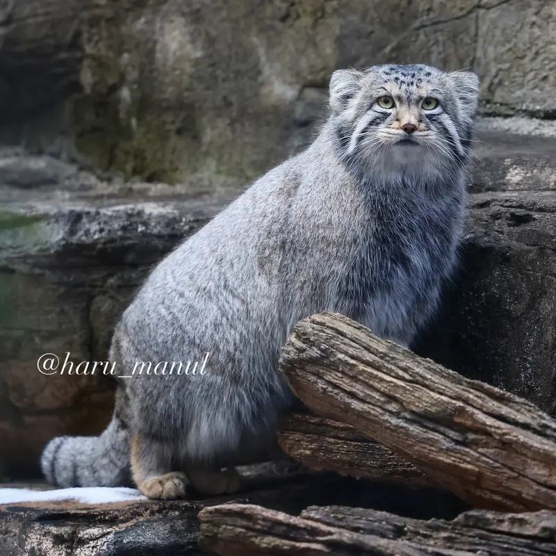 A photograph of Nagomu in Nasu Animal Kingdom