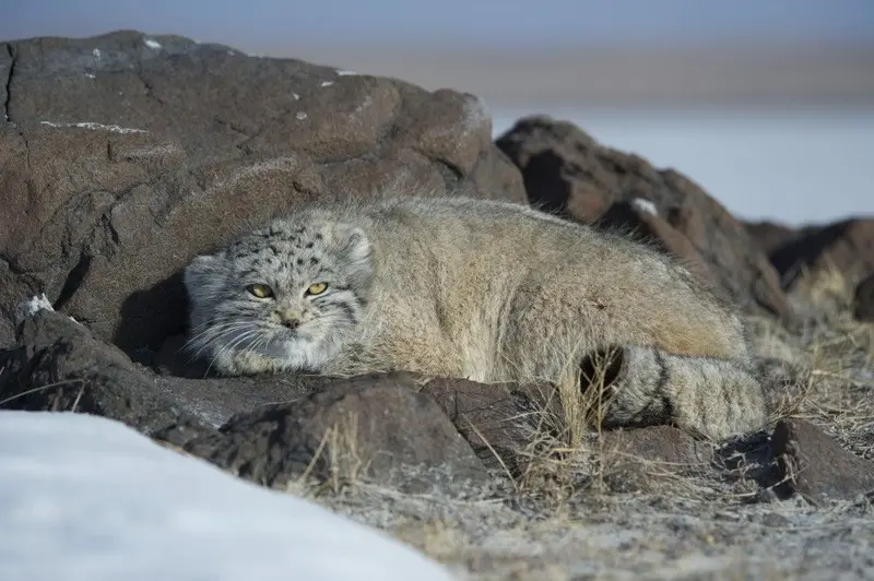 A photograph of a Pallas's cat