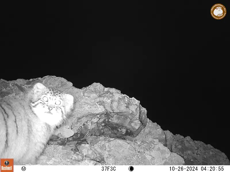 A photograph of Otocolobus manul manul from Besshoky 1 camera trap
