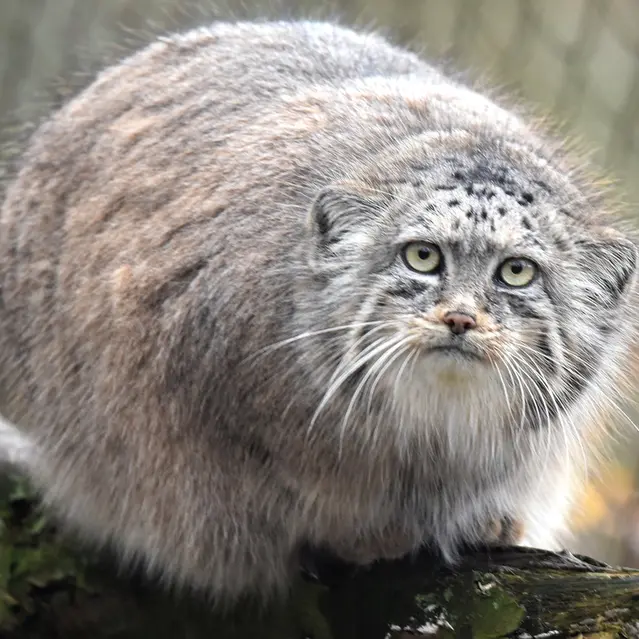A photograph of Rosa in Brno Zoo