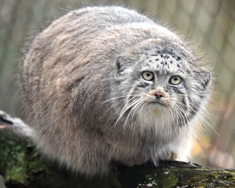 A photograph of Rosa in Brno Zoo