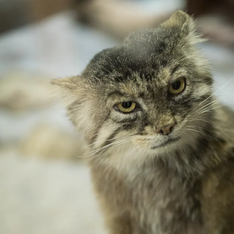 A photograph of Primula in Ueno Zoological Gardens