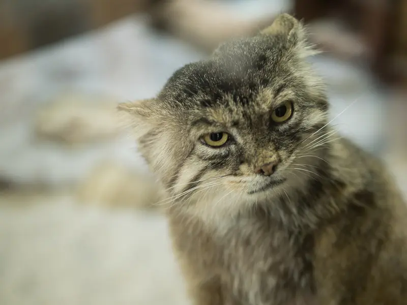 A photograph of Primula in Ueno Zoological Gardens
