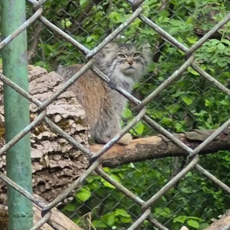 A photograph of Pluschi in Hellabrunn zoo