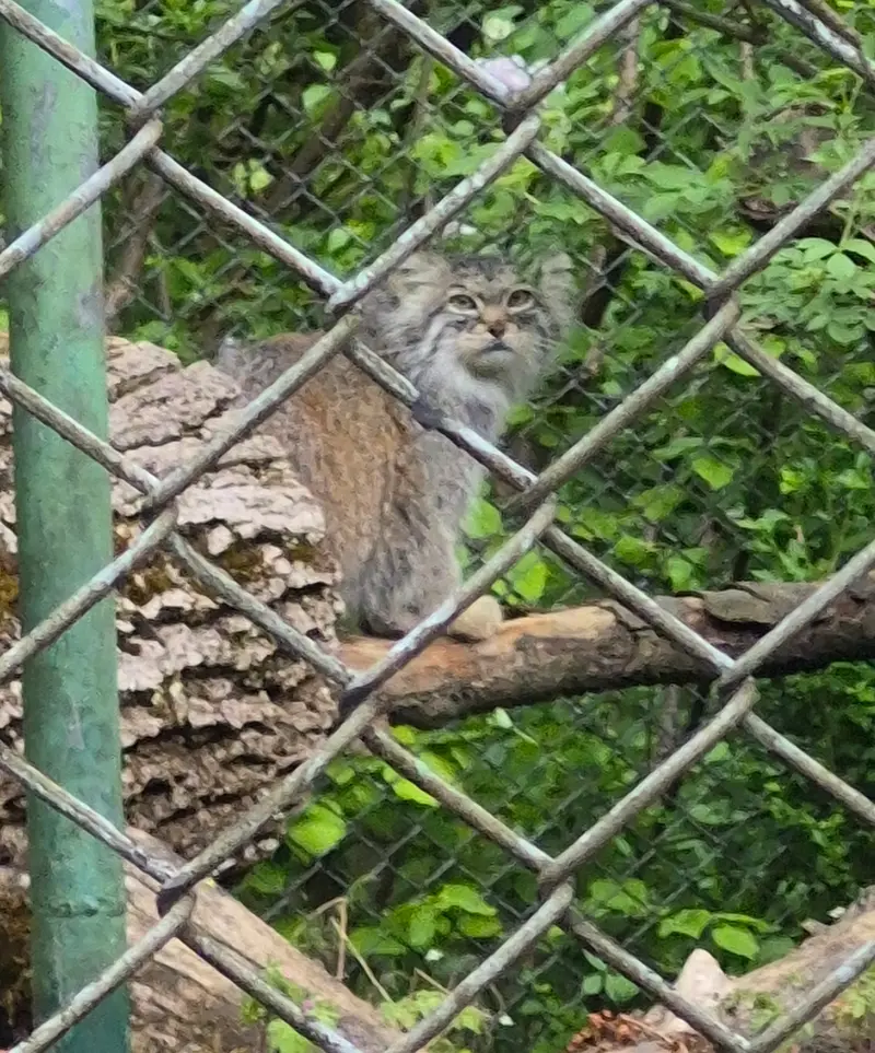 A photograph of Pluschi in Hellabrunn zoo