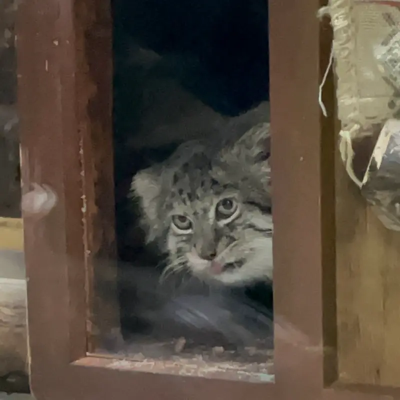 A photograph of Klyon in Ueno Zoological Gardens