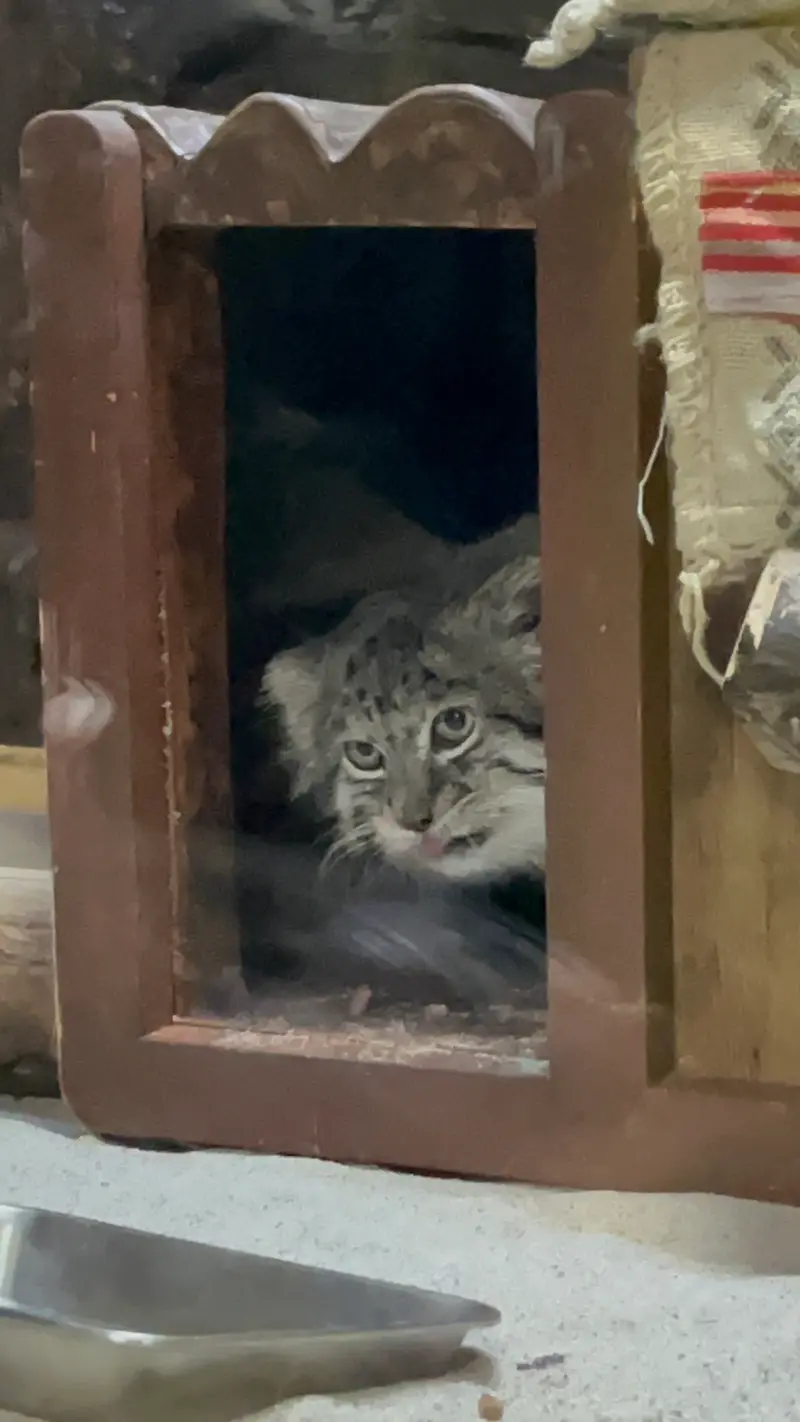 A photograph of Klyon in Ueno Zoological Gardens