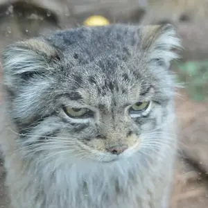 A photograph of Nadia in Cheyenne Mountain Zoo