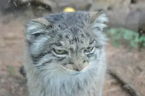 A photograph of Nadia in Cheyenne Mountain Zoo