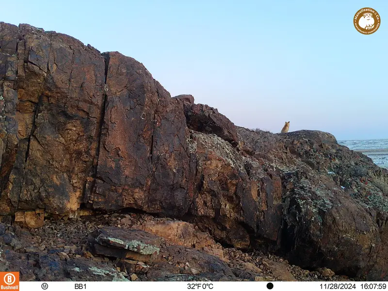 A photograph of Red fox from Aktas-Kunkora camera trap