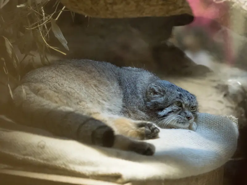 A photograph of Klyon in Ueno Zoological Gardens