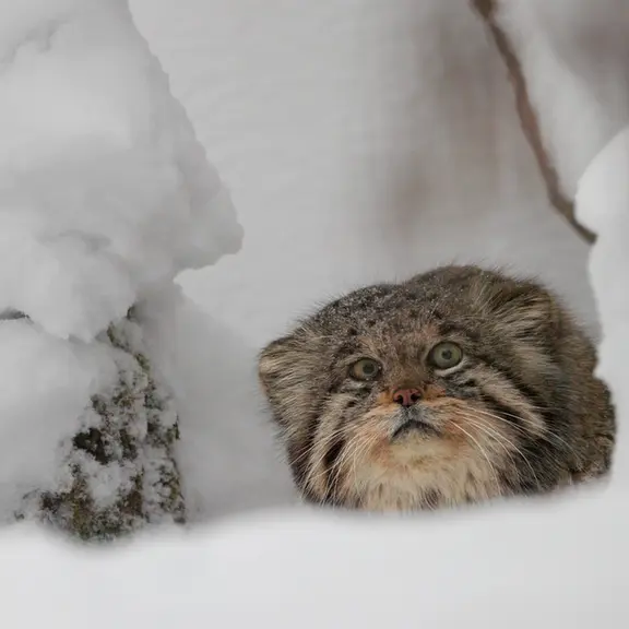 A photograph of a Pallas's cat