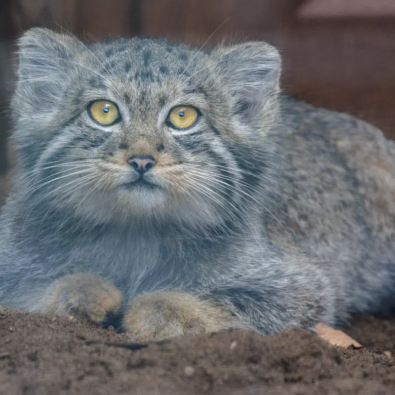 A photograph of Aksa in Leningrad zoo