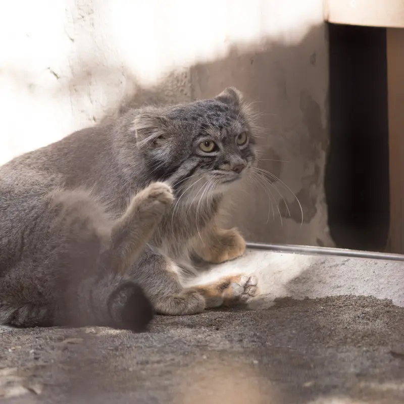 A photograph of Figa in Nogeyama Zoo