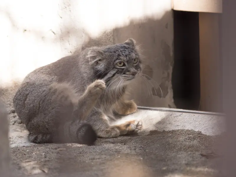 A photograph of Figa in Nogeyama Zoo