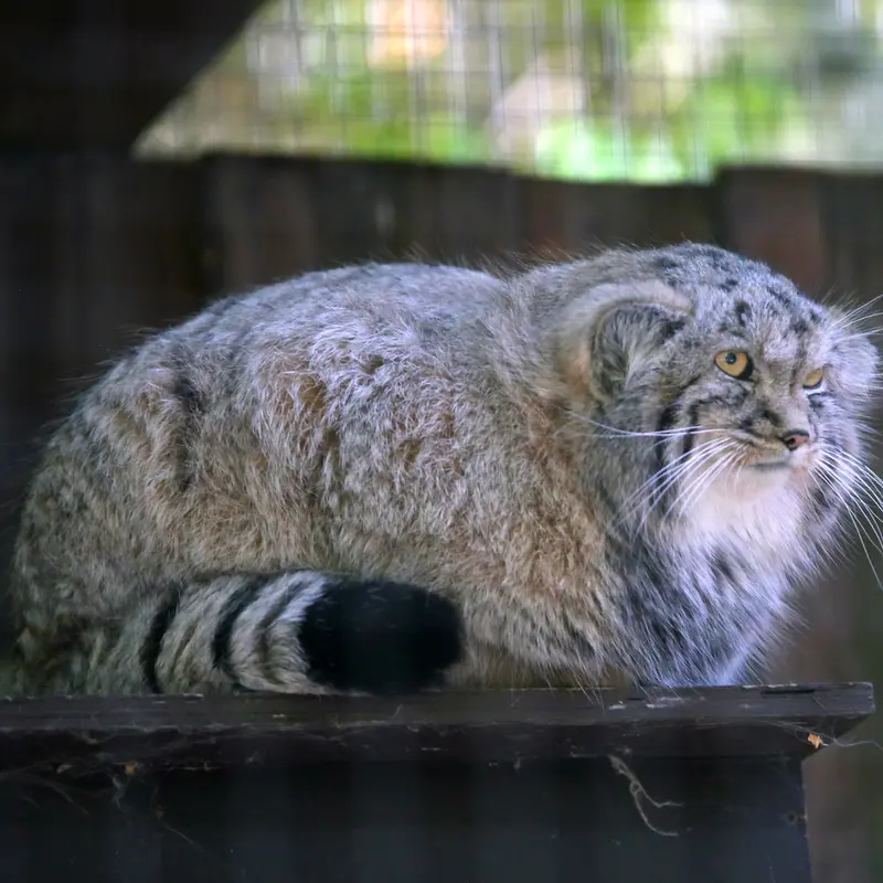 A photograph of Kitten of Alani b.2026 Ⅱ in Košice Zoo