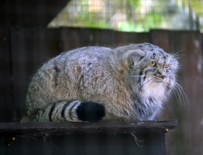 A photograph of Kitten of Alani b.2026 Ⅱ in Košice Zoo